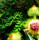 In The Search For The Light